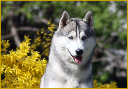  Die Verdauung beim Husky