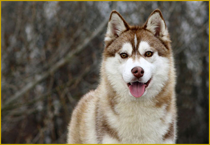 Erkrankungen im Kopfbereich beim Siberian Husky