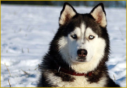 Harnwegserkrankungen beim Husky