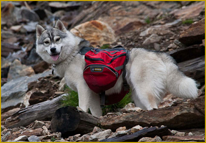 Herzerkrankungen beim  Husky