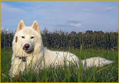 Impfungen und Infektionen beim Siberian Husky