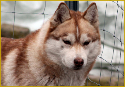 Läufigkeit beim Siberian Husky