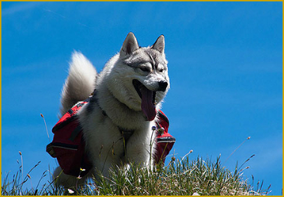 Der Siberian Husky im Sommer