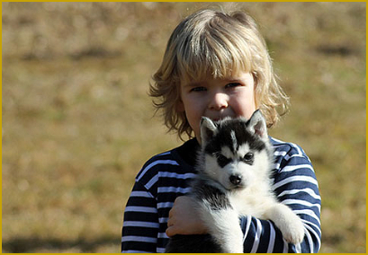 Der Siberian Husky und Kinder