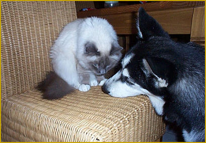 Der Siberian Husky und andere Haustiere