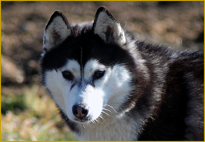 Ach du dicker Siberian Husky