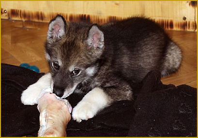 Das optimale Welpenfutter für ihren Siberian Husky