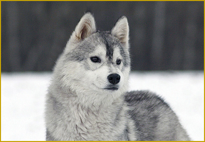 Der Siberian Husky und Eier