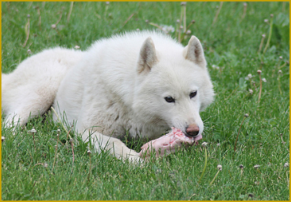 Der Siberian Husky und Knochen