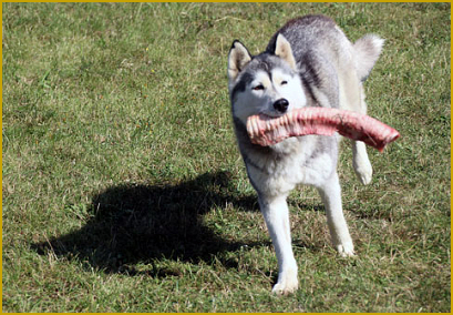 Husky und BARF