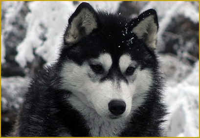 Wichtige Vitamine und Proteine für ihren Husky