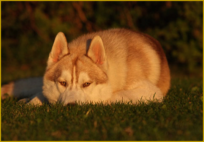 Wie viel soll ihr Siberian Husky fressen