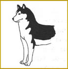 Siberian  Husky of Nordic Fire