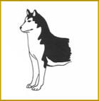 Siberian  Husky of Nordic Fire