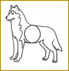 Siberian Husky Therapiehund