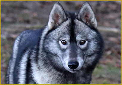 Der Wolf im Siberian Husky