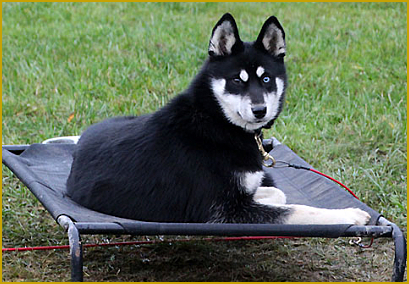 Reinzucht des Siberian Husky