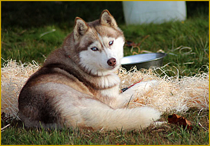 Siegeszug des Siberian Husky