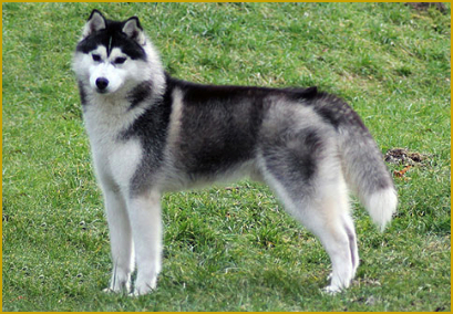 Clickern mit dem Siberian Husky