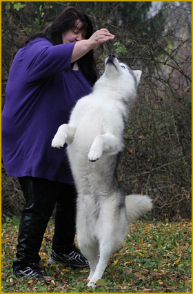 Dog Dancing mit dem Husky