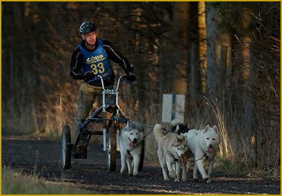 Schlittenhundesport mit dem Siberian Husky