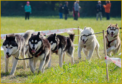 Schlittenhundesport mit dem Siberian Husky