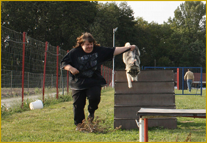 Siberian Husky beim Agility