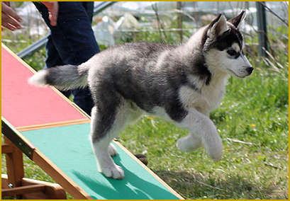 Siberian Husky beim Agility