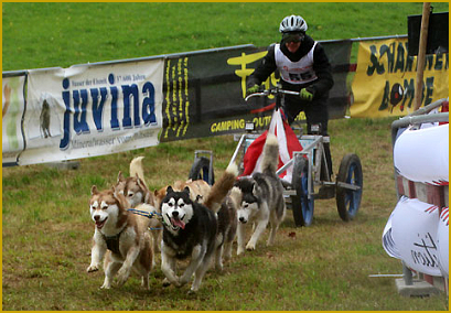 Schlittenhundesport mit dem Siberian Husky