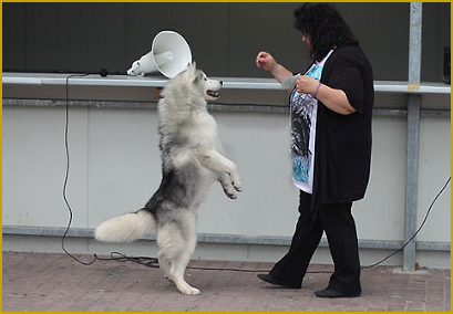 Siberian Husky und Dog Dancing