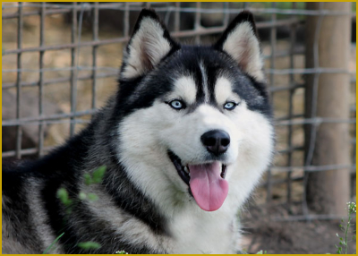 Siberian Husky of Nordic Fire