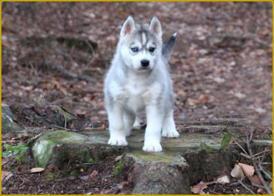 Siberian Husky of Nordic Fire