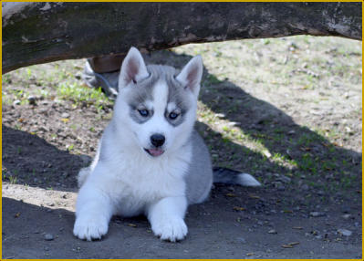 Siberian Husky of Nordic Fire