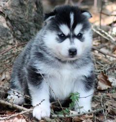 Siberian Husky Nordic Fire