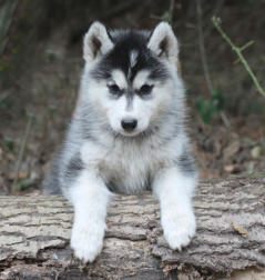 Siberian Husky Nordic Fire