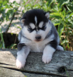 Siberian Husky Nordic Fire