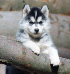 Siberian Husky Nordic Fire