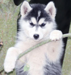 Siberian Husky Nordic Fire