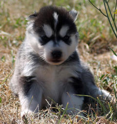 Siberian Husky Nordic Fire