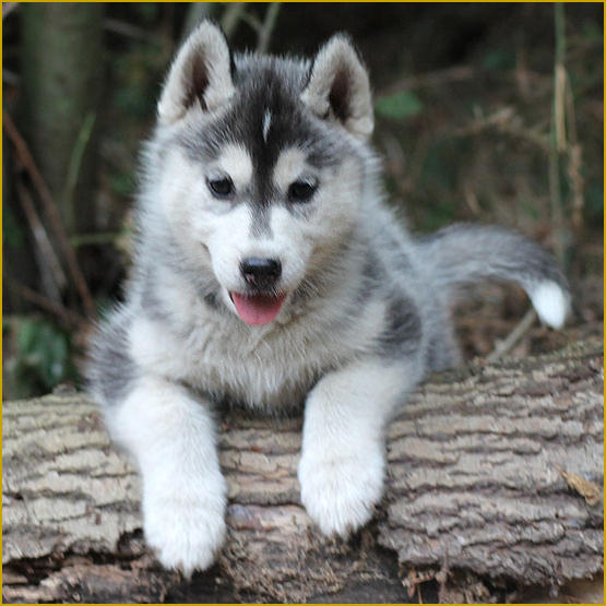 Siberian Husky Nordic Fire