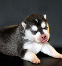 Siberian Husky Nordic Fire