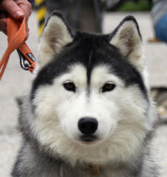 Siberian Husky Nordic Fire