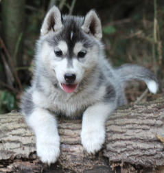 Siberian Husky Nordic Fire