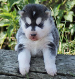 Siberian Husky Nordic Fire