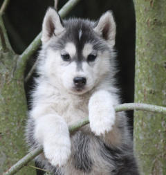 Siberian Husky Nordic Fire