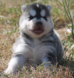 Siberian Husky Nordic Fire