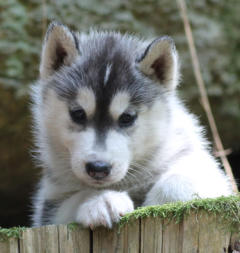 Siberian Husky Nordic Fire