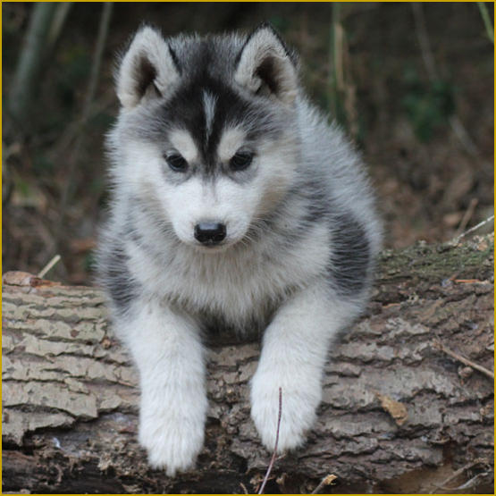 Siberian Husky Nordic Fire