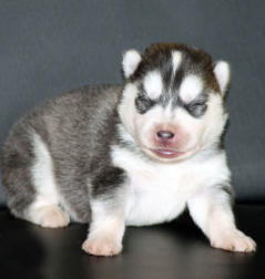 Siberian Husky Nordic Fire