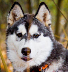 Siberian Husky Nordic Fire